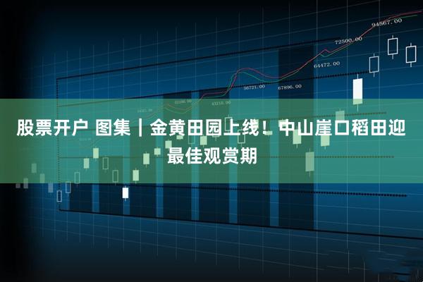 股票开户 图集｜金黄田园上线！中山崖口稻田迎最佳观赏期