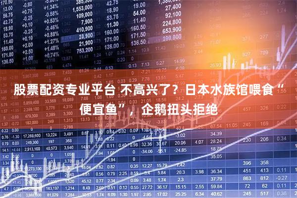 股票配资专业平台 不高兴了？日本水族馆喂食“便宜鱼”，企鹅扭头拒绝